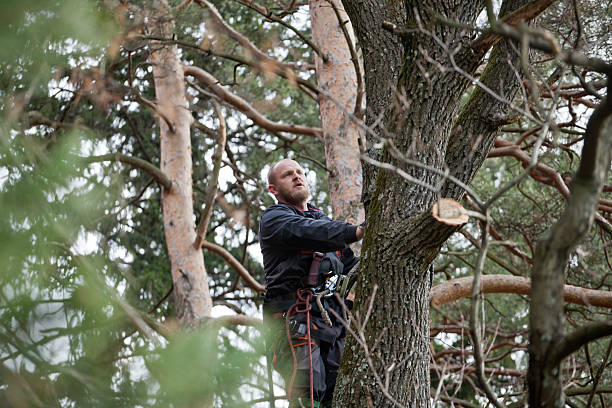 How Our Tree Care Process Works  in  Arcola, TX